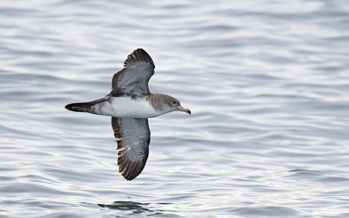 Pink-footed Shearwater - ML619394166