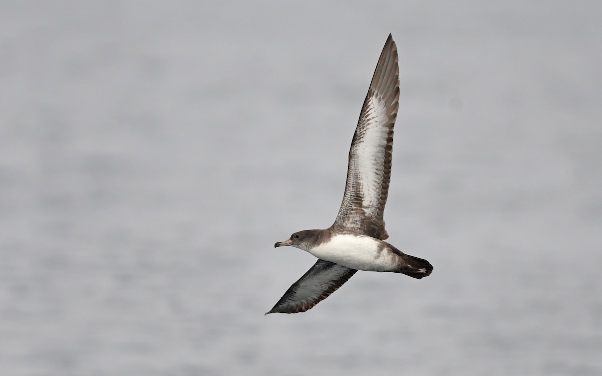 Pink-footed Shearwater - ML619394167