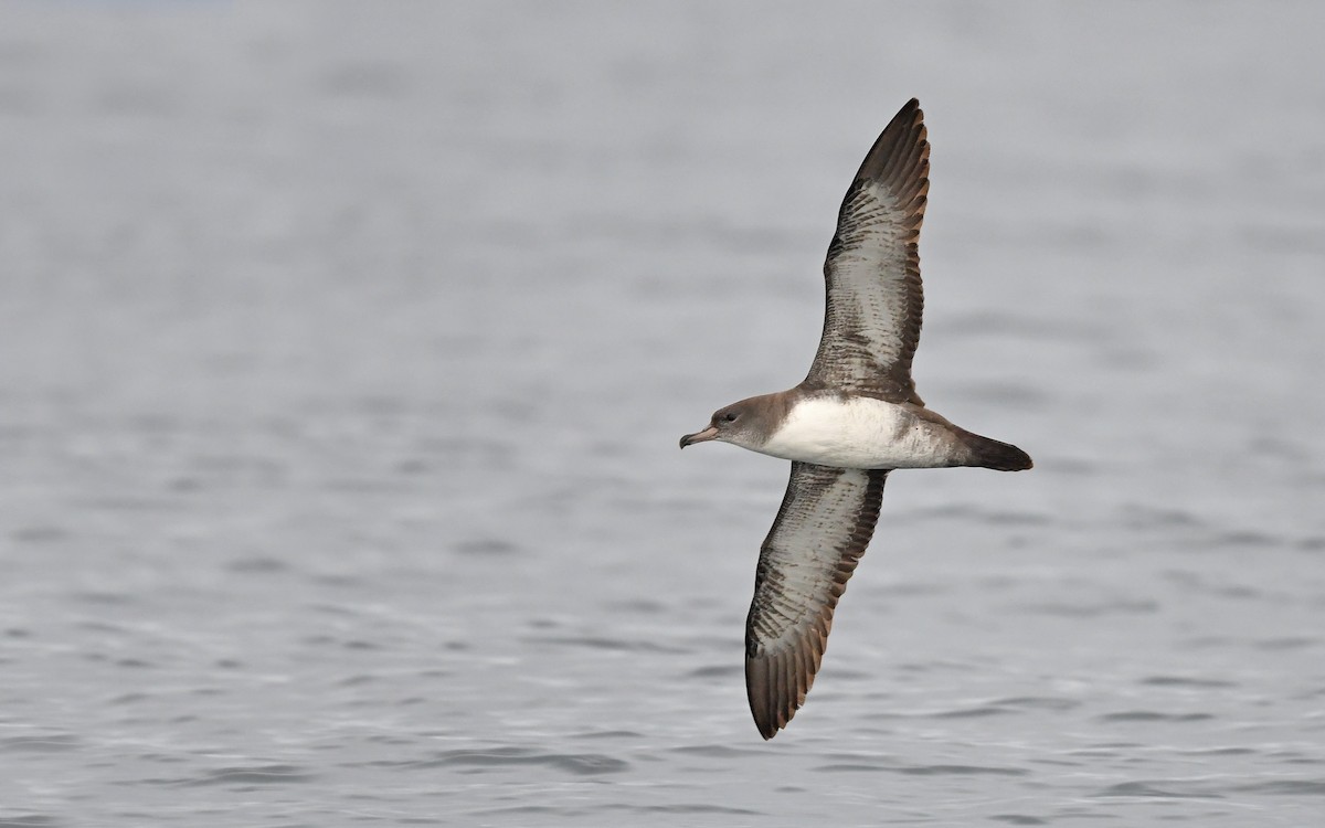 Pink-footed Shearwater - ML619394168