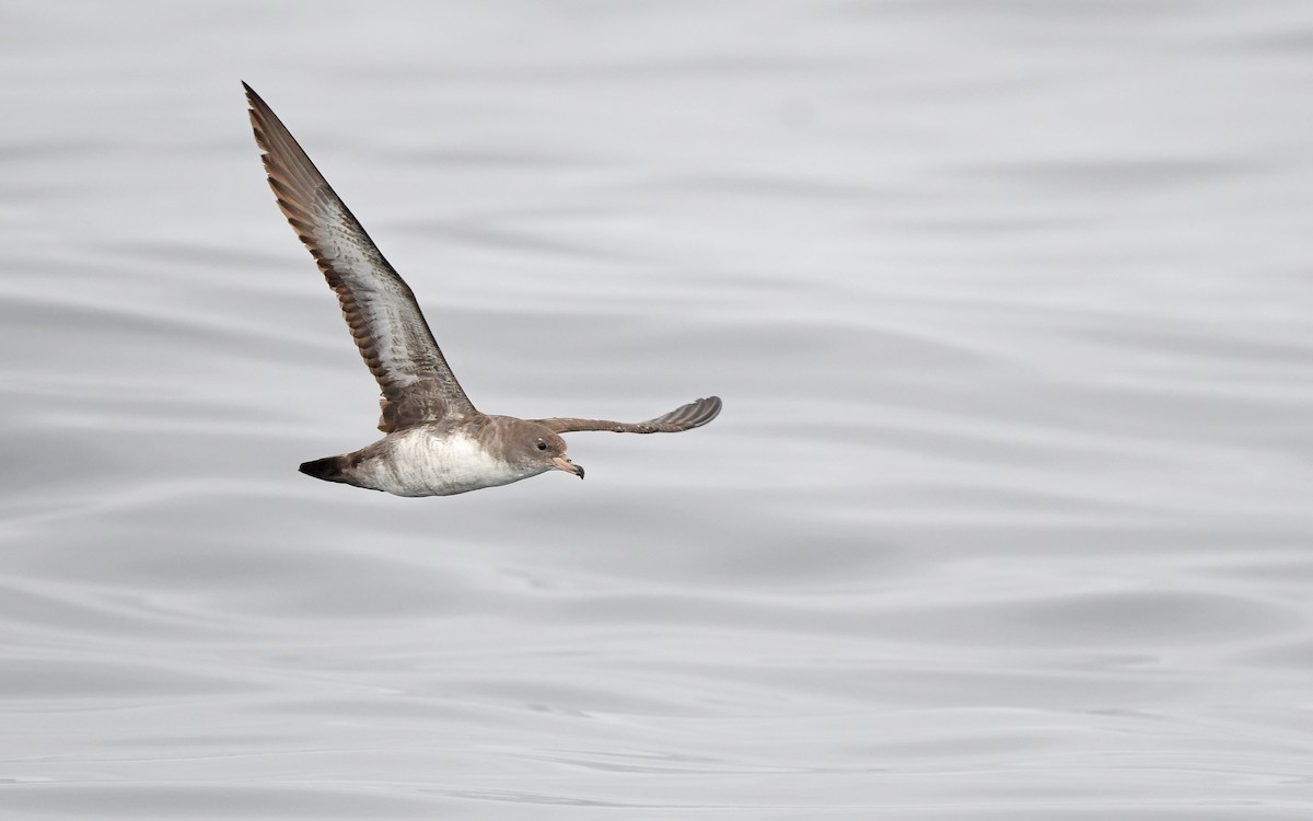 Pink-footed Shearwater - ML619394169