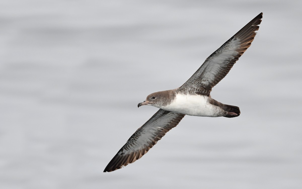 Pink-footed Shearwater - ML619394171