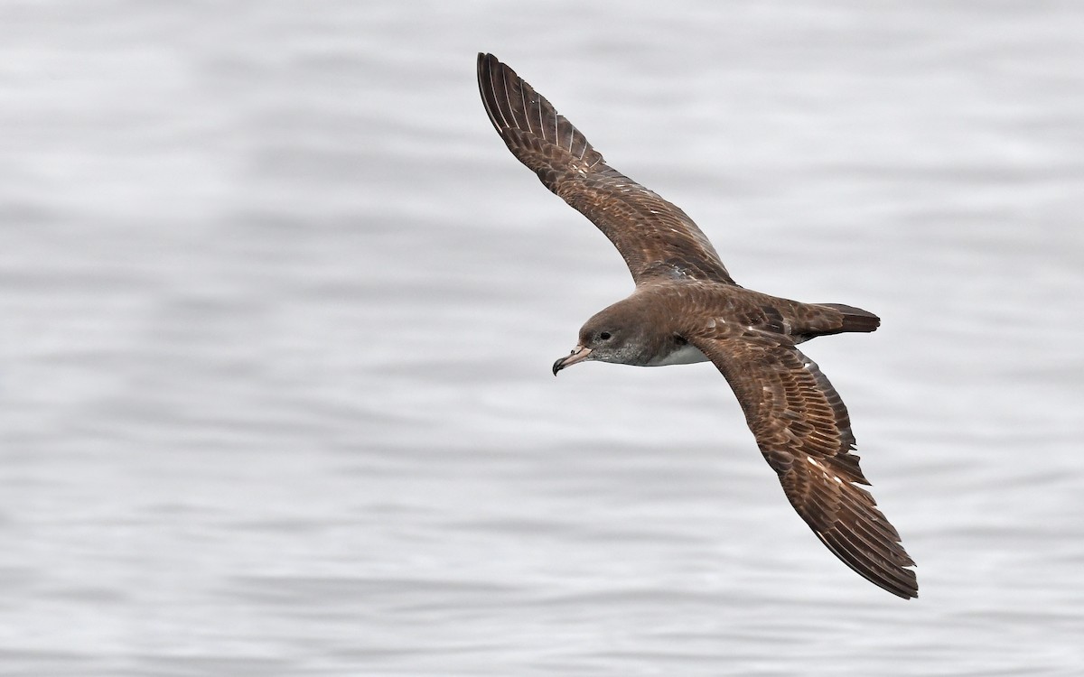 Pink-footed Shearwater - ML619394172