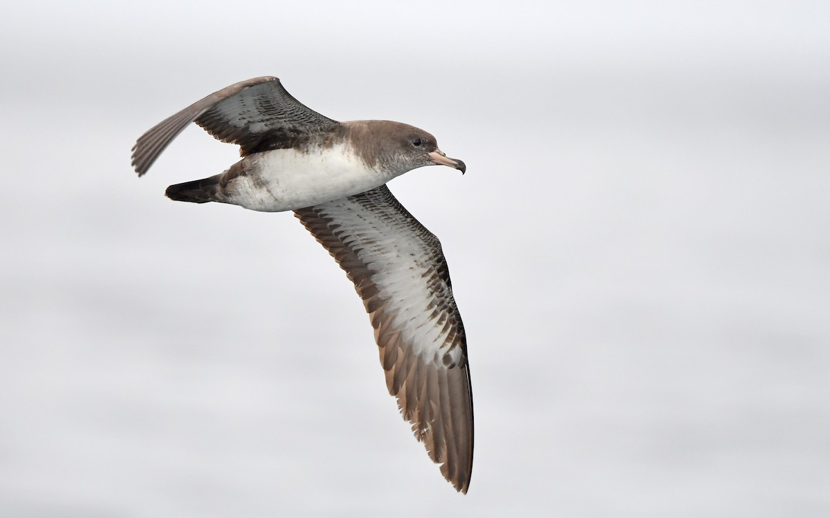 Pink-footed Shearwater - ML619394173