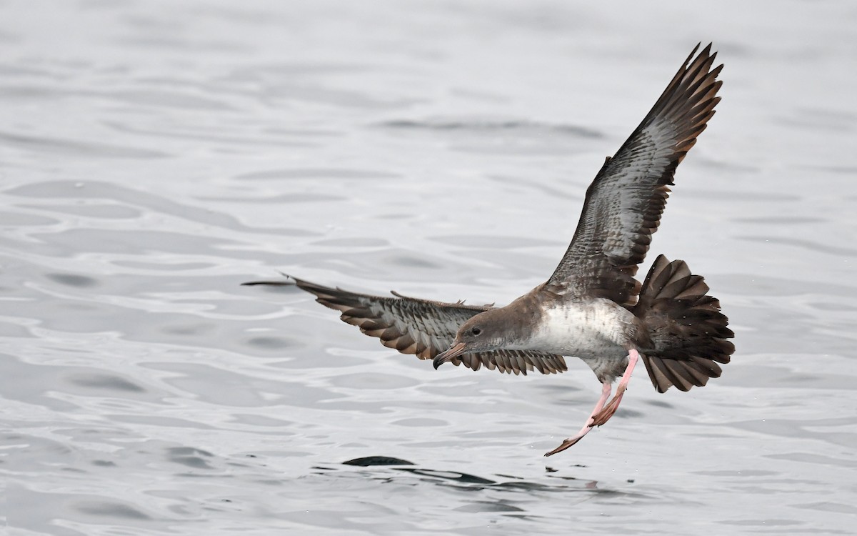 Pink-footed Shearwater - ML619394175