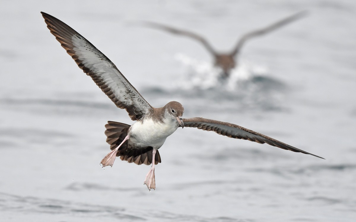Pink-footed Shearwater - ML619394176