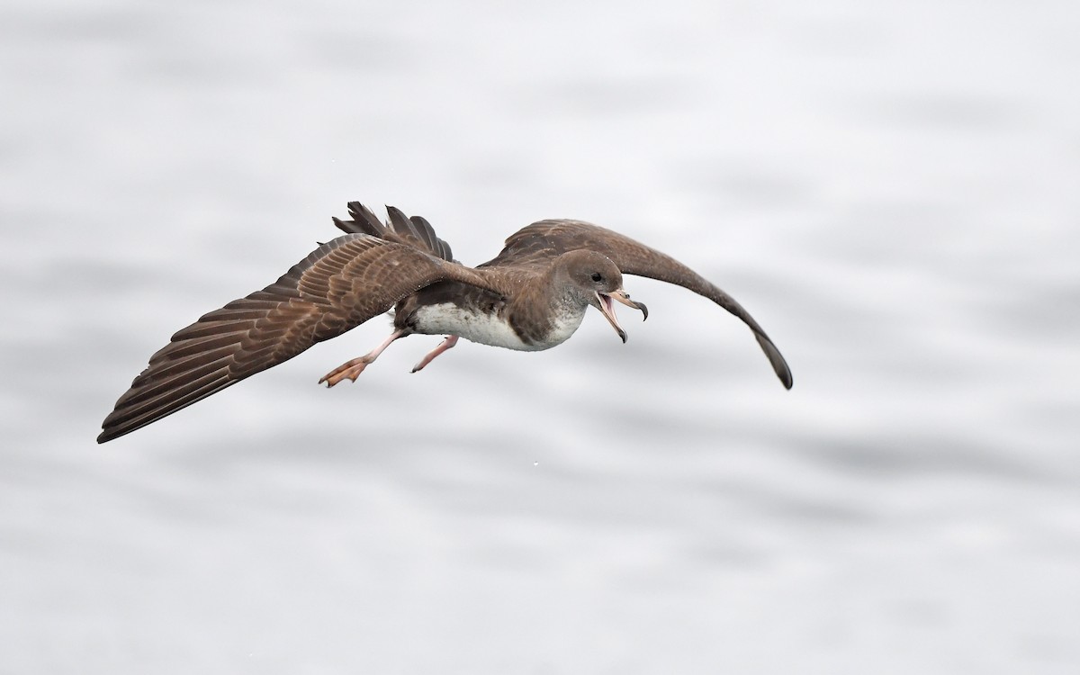 Pink-footed Shearwater - ML619394177