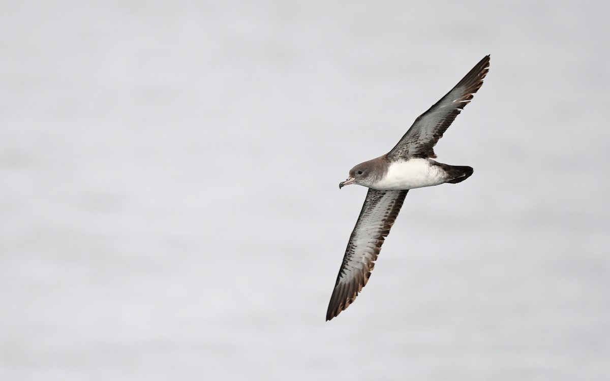 Pink-footed Shearwater - ML619394178