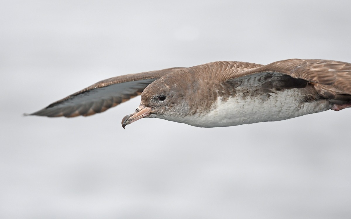 Pink-footed Shearwater - ML619394182