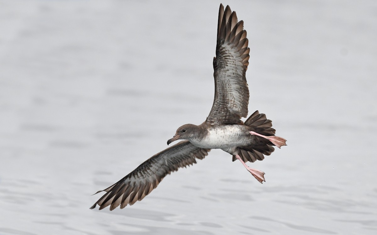 Pink-footed Shearwater - ML619394183