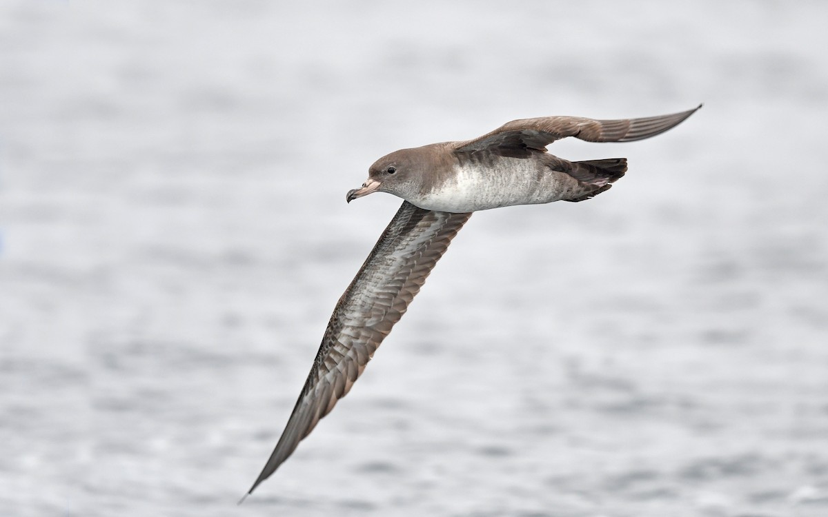 Pink-footed Shearwater - ML619394184