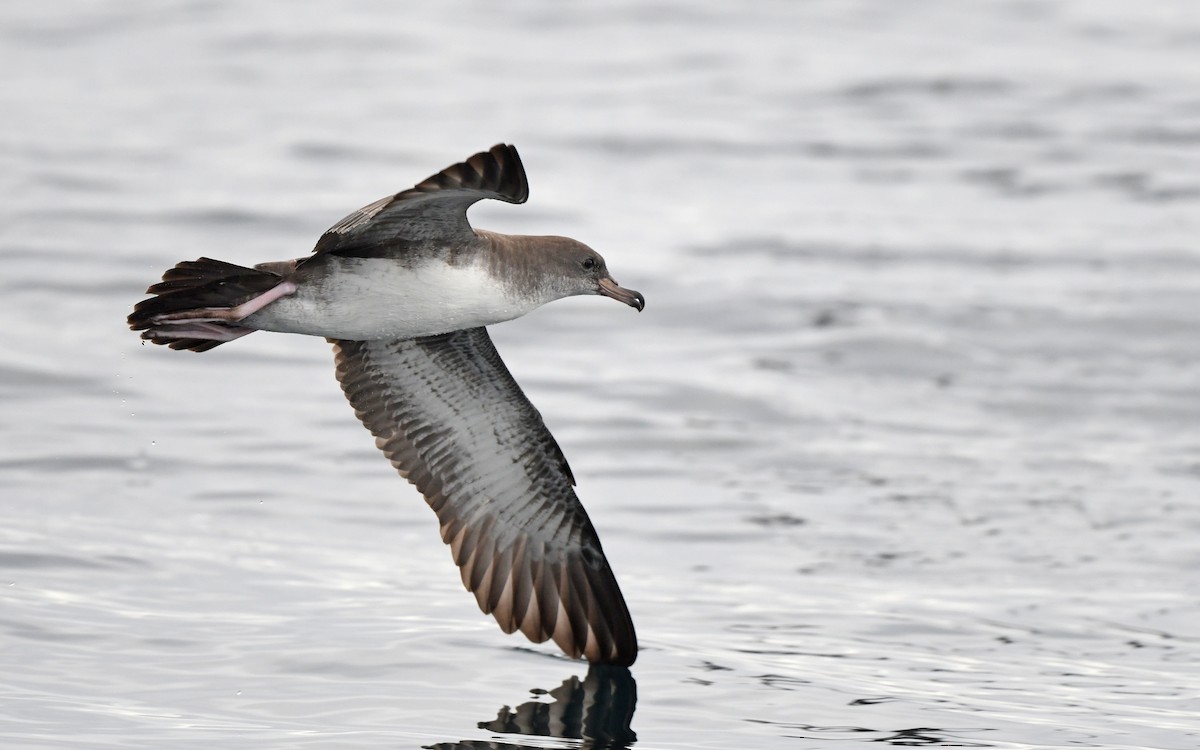 Pink-footed Shearwater - ML619394186
