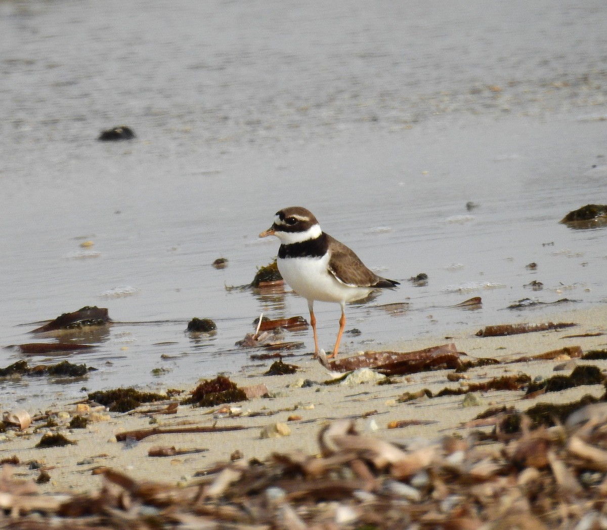 Common Ringed Plover - ML619394222