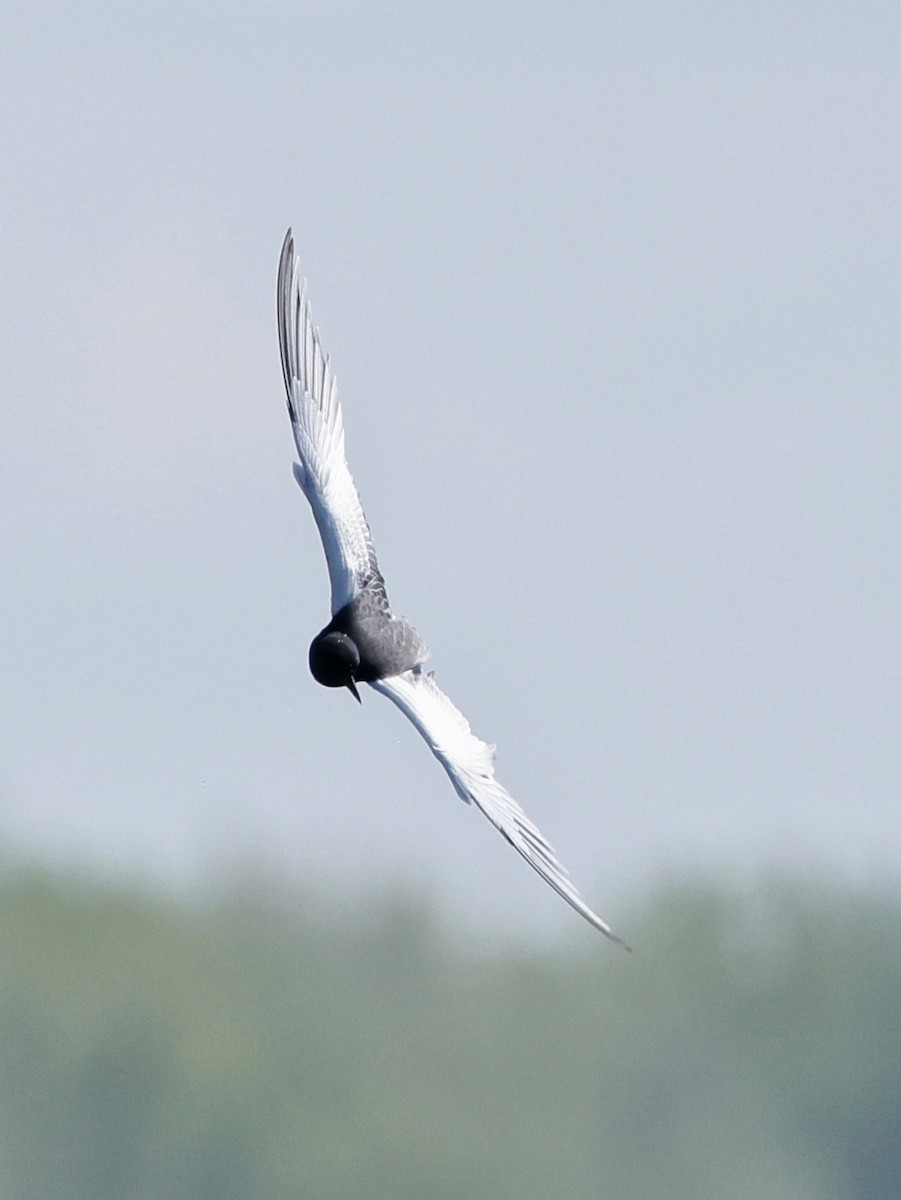 White-winged Tern - ML619394242