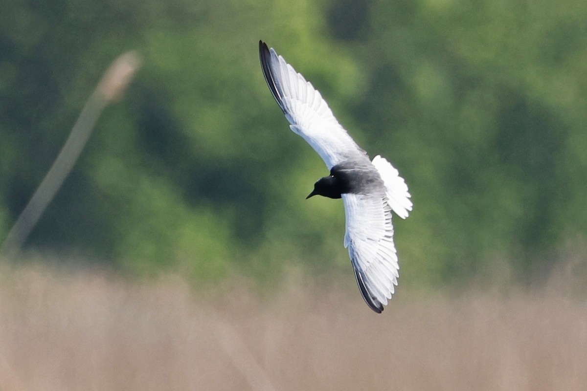 White-winged Tern - ML619394246