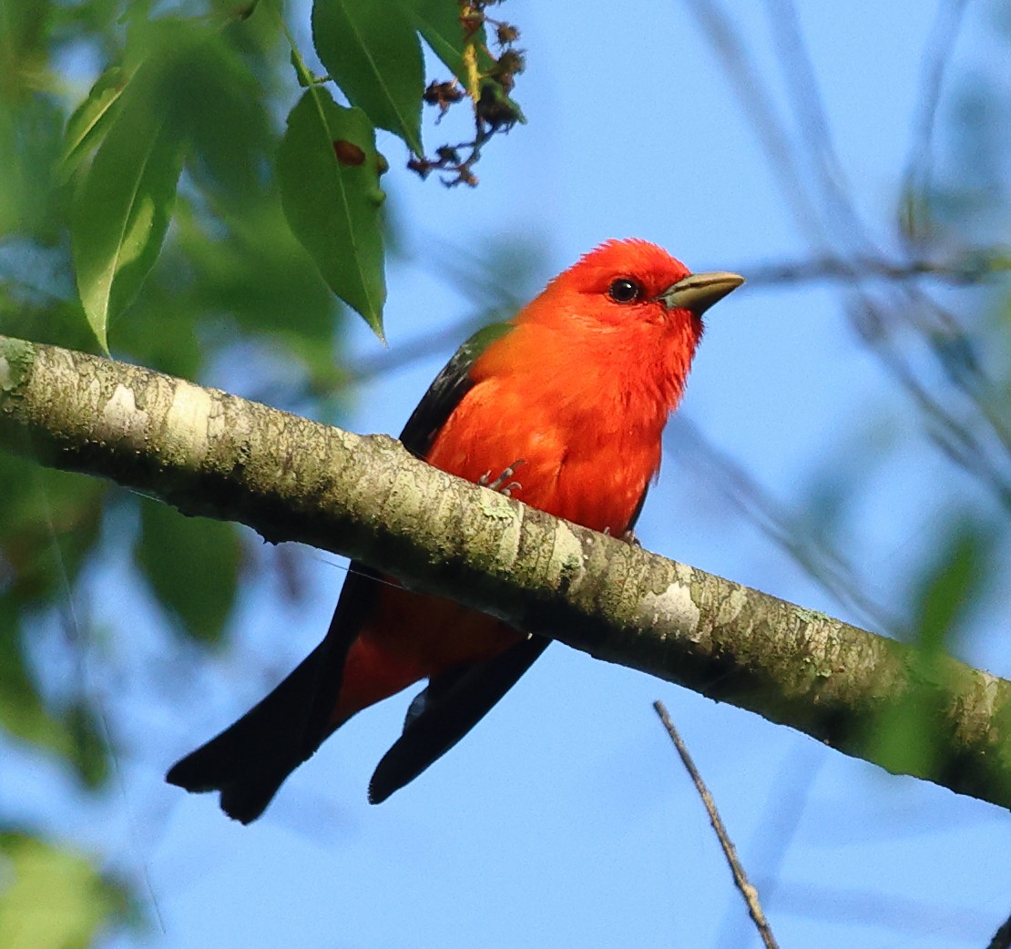 Scarlet Tanager - ML619394293