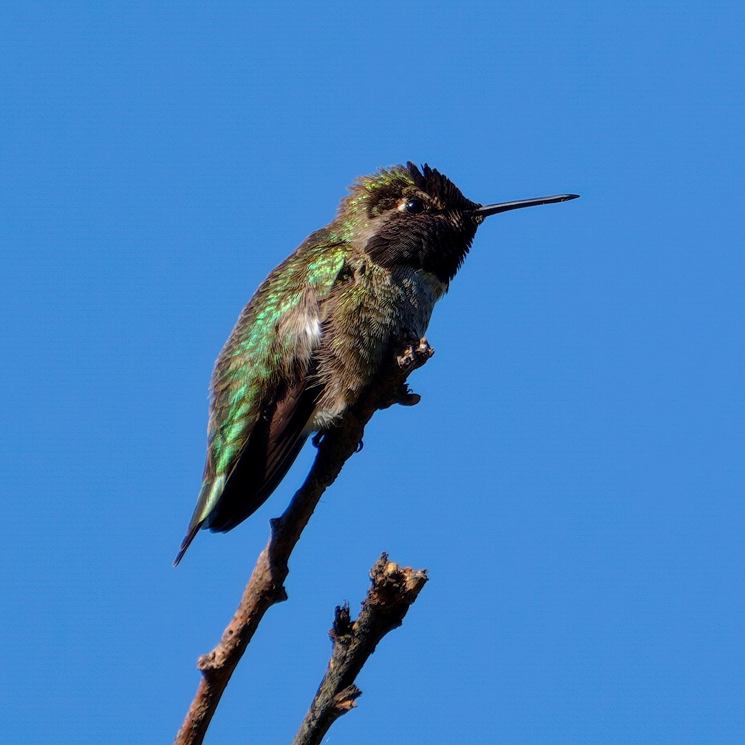 Anna's Hummingbird - ML619394294