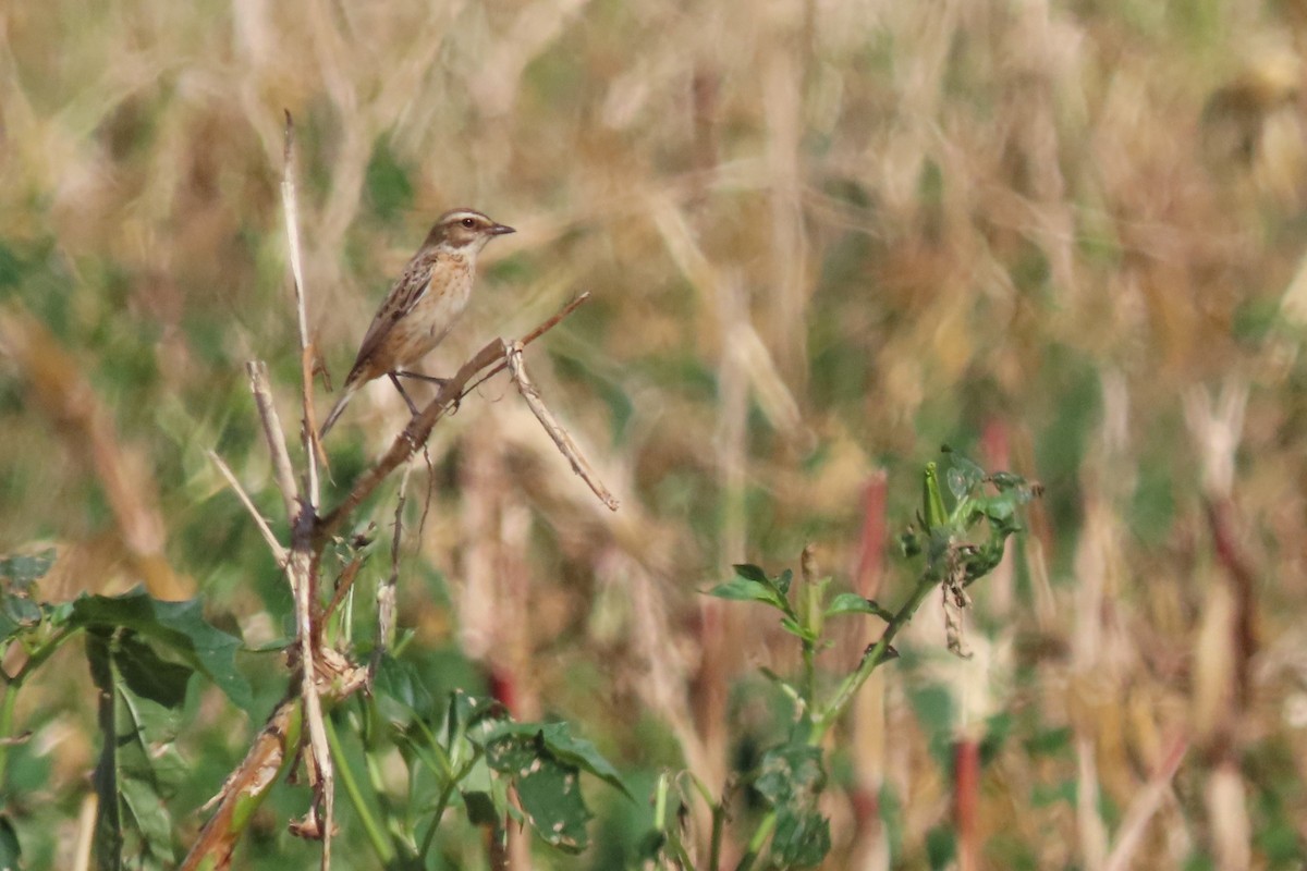 Whinchat - ML619394362