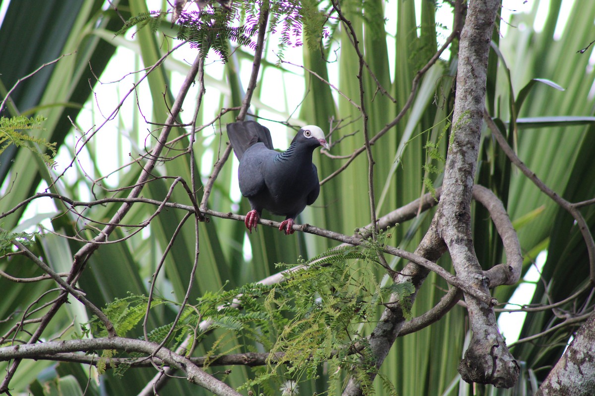 White-crowned Pigeon - ML619394418