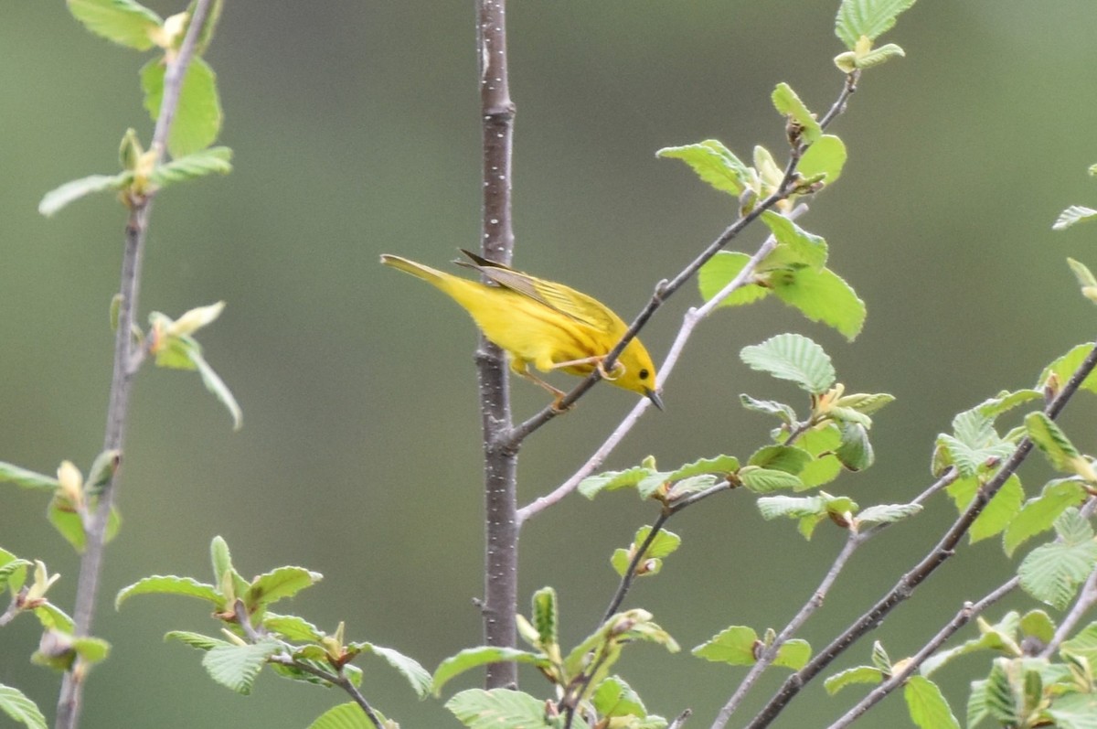 Yellow Warbler - ML619394422