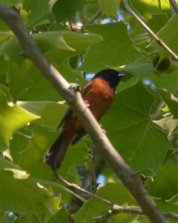 Orchard Oriole - ML619394440