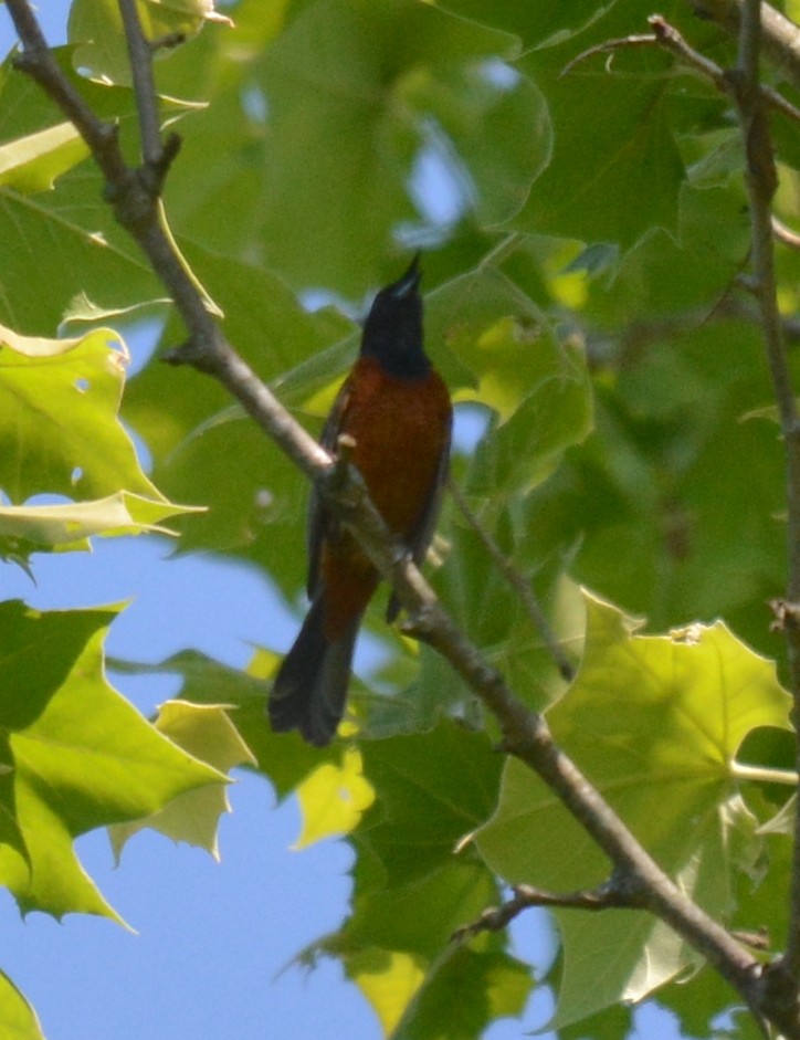 Orchard Oriole - ML619394441