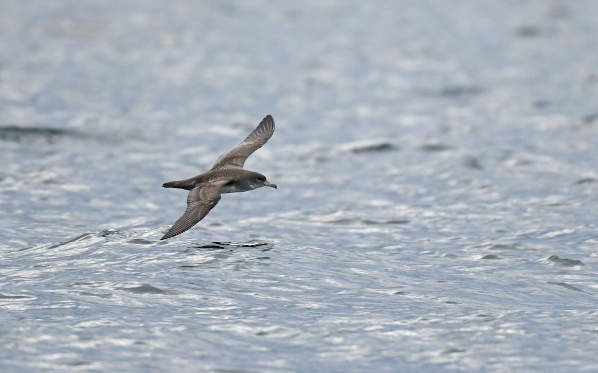Pink-footed Shearwater - ML619394443