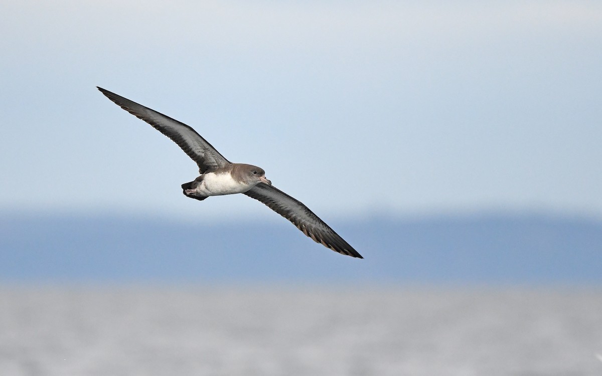 Pink-footed Shearwater - ML619394446