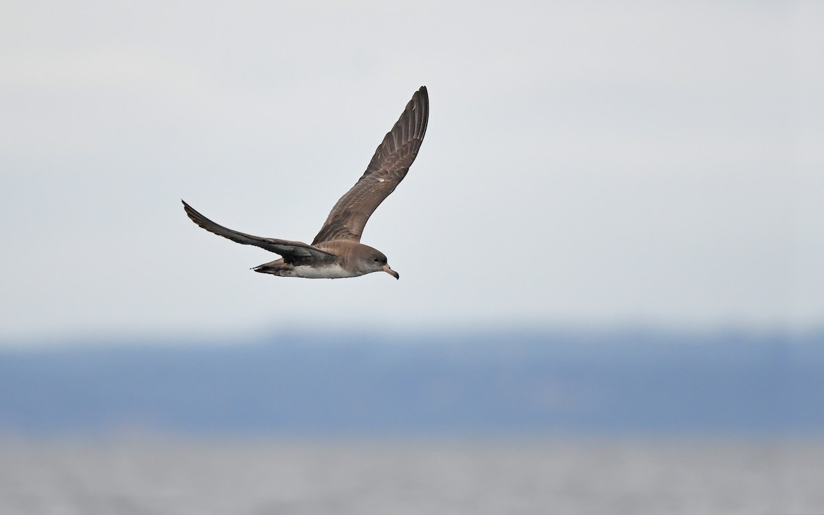 Pink-footed Shearwater - ML619394448