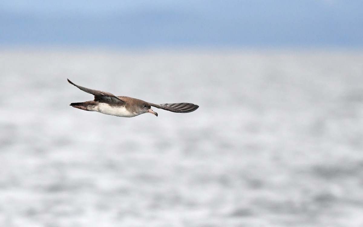 Pink-footed Shearwater - ML619394450