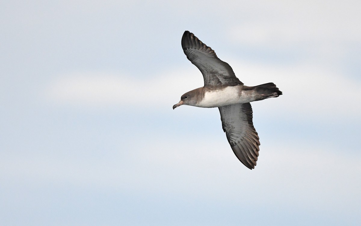 Pink-footed Shearwater - ML619394452
