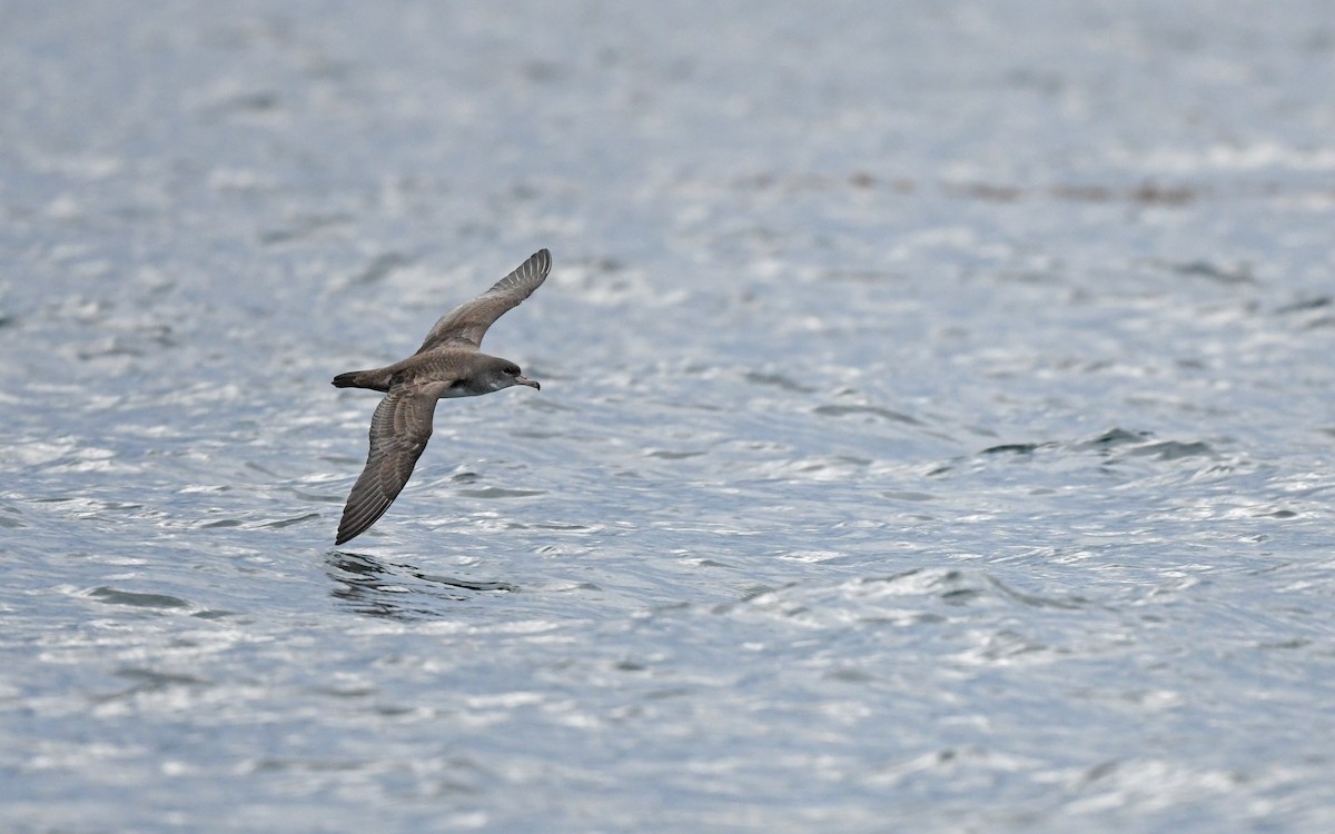 Pink-footed Shearwater - ML619394453