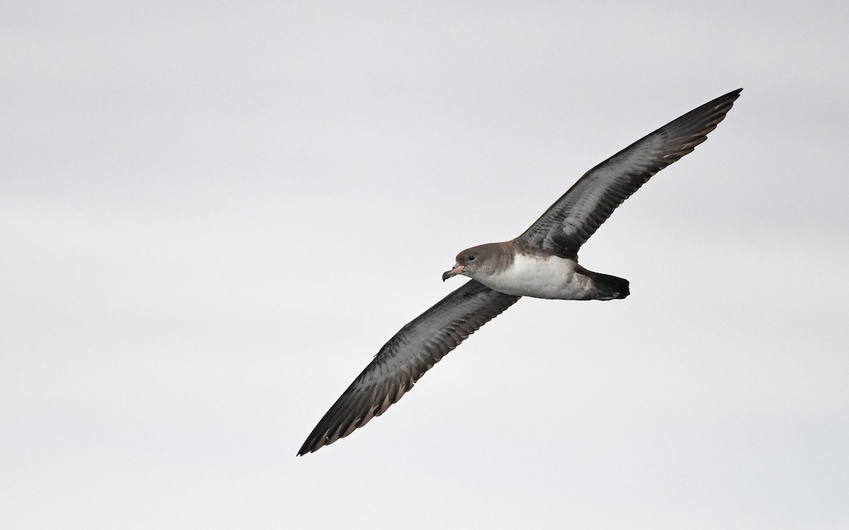 Pink-footed Shearwater - ML619394454