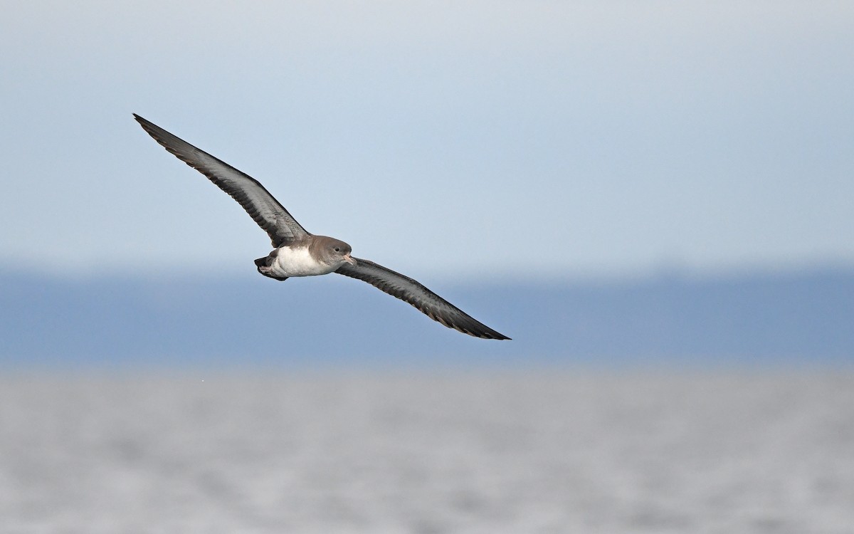 Pink-footed Shearwater - ML619394455