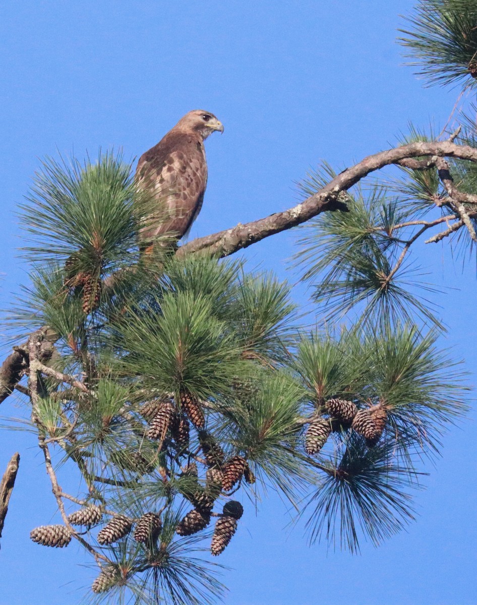 Red-tailed Hawk - ML619394484