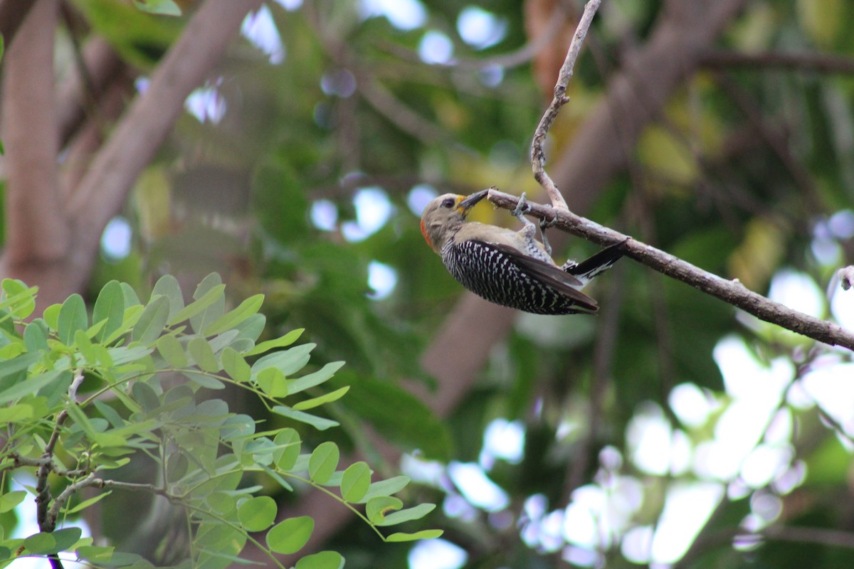 Yucatan Woodpecker - ML619394487