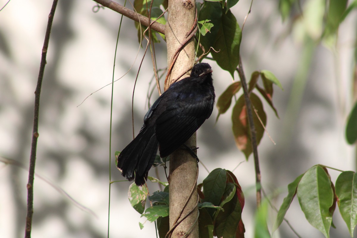 Black Catbird - ML619394495