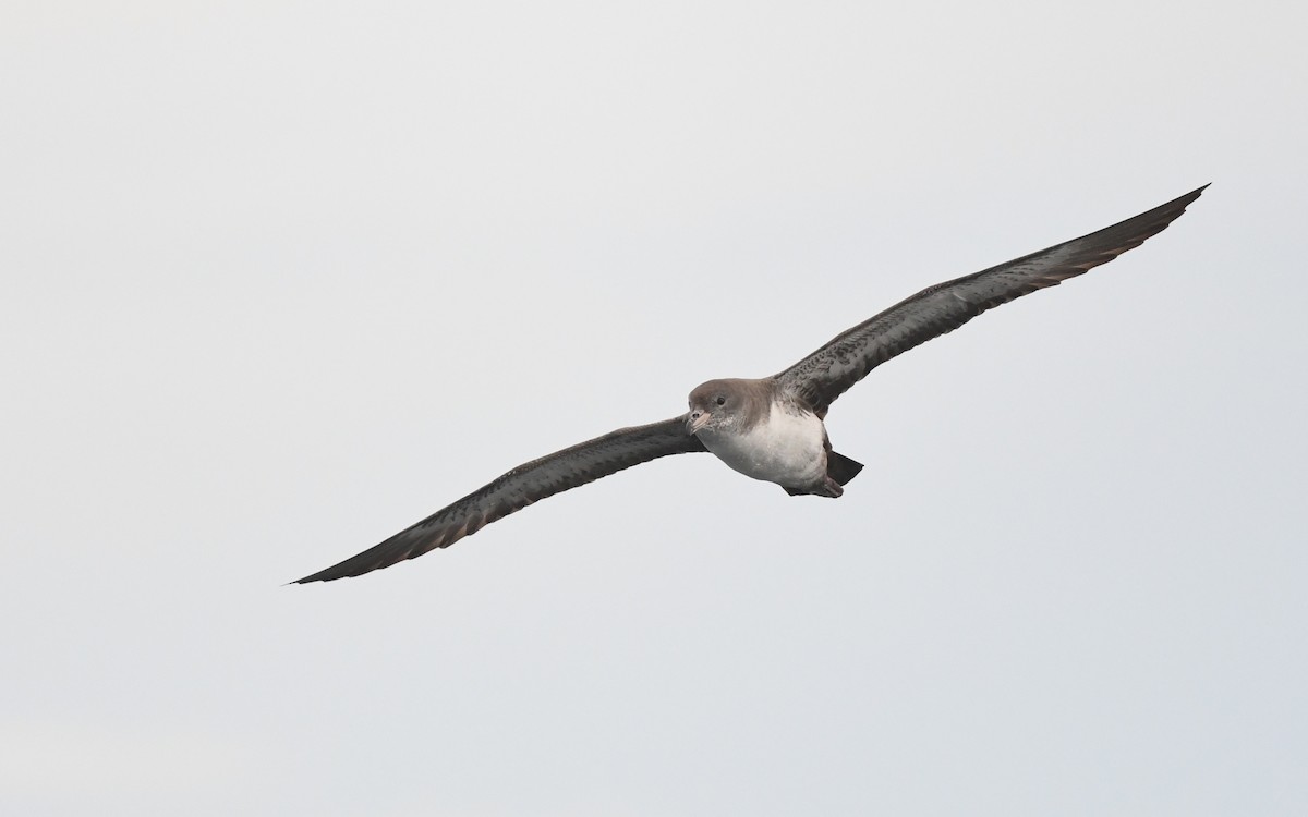 Pink-footed Shearwater - ML619394534