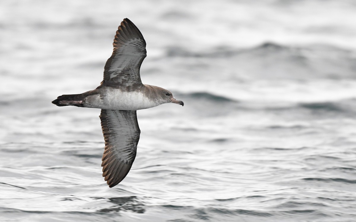 Pink-footed Shearwater - ML619394538