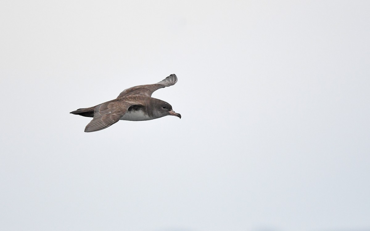 Pink-footed Shearwater - ML619394540
