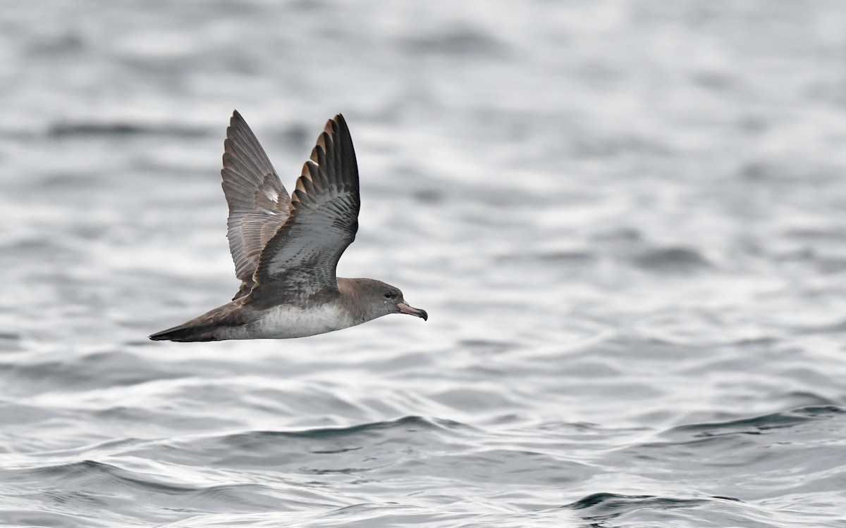 Pink-footed Shearwater - ML619394542