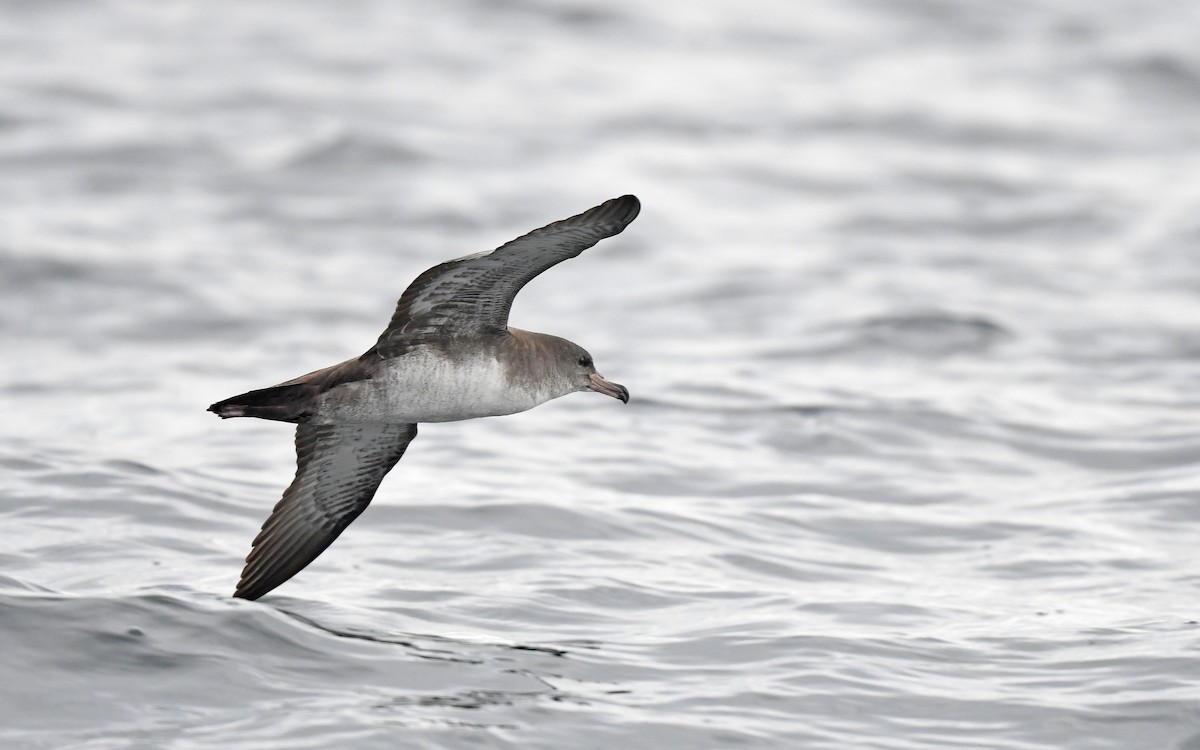 Pink-footed Shearwater - ML619394547