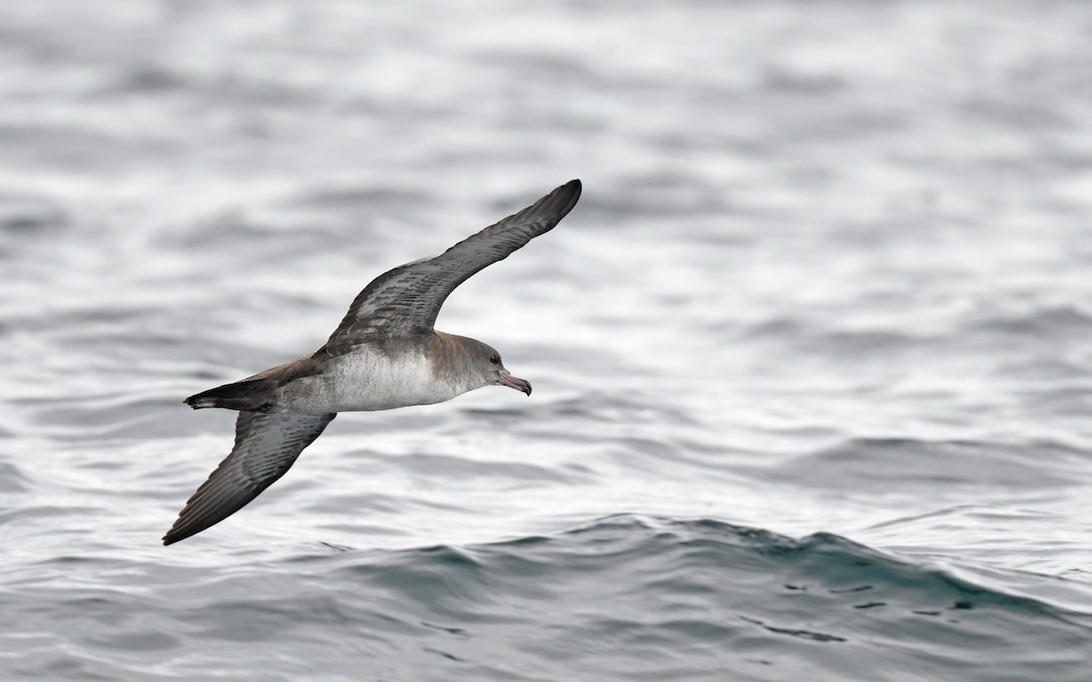 Pink-footed Shearwater - ML619394551