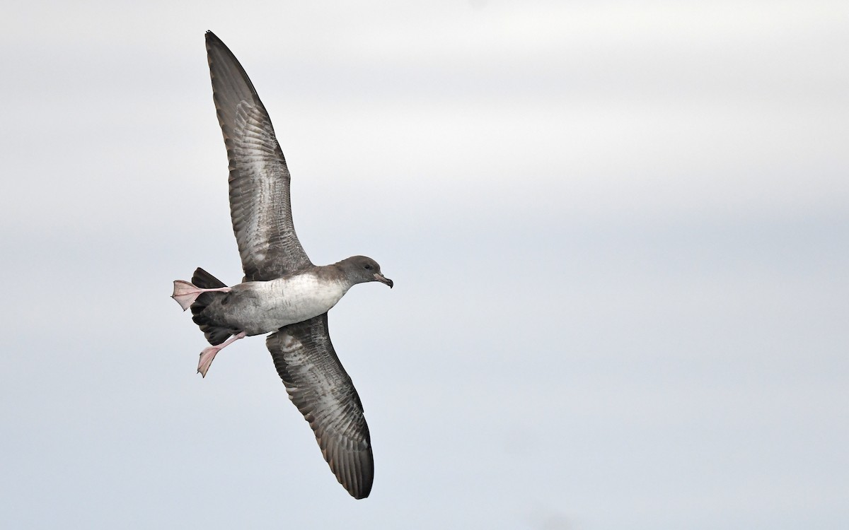 Pink-footed Shearwater - ML619394552