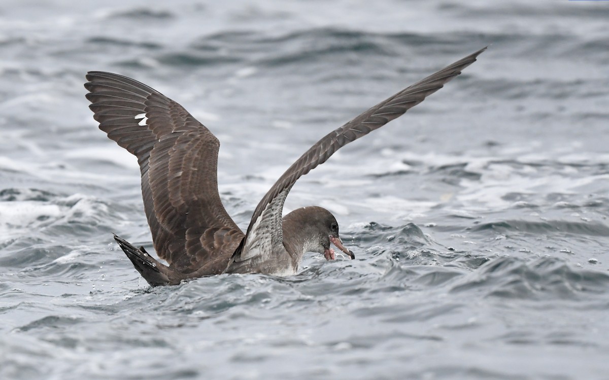 Pink-footed Shearwater - ML619394554