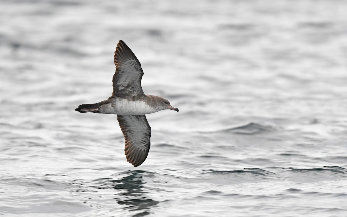 Pink-footed Shearwater - ML619394555