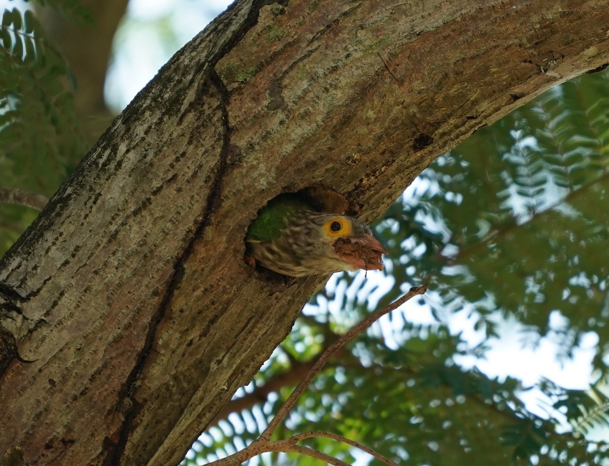 Lineated Barbet - ML619394586