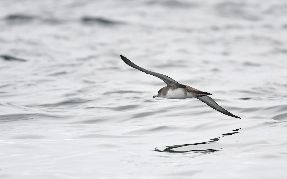 Pink-footed Shearwater - ML619394596