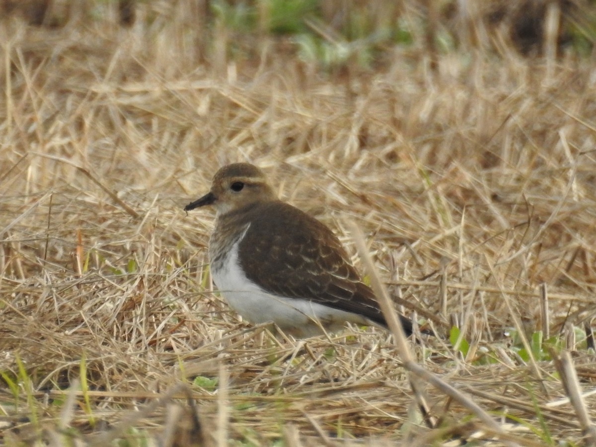 Rufous-chested Dotterel - ML619394623