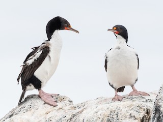  - Chatham Islands Shag