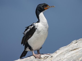  - Chatham Islands Shag